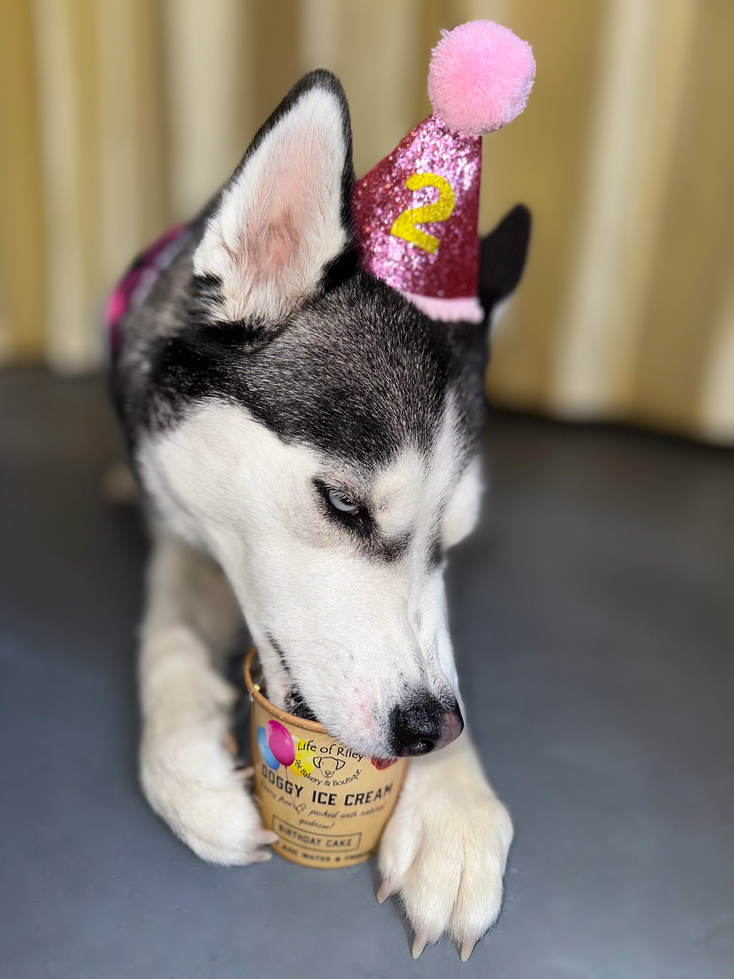 Doggy Ice Cream - Birthday Cake