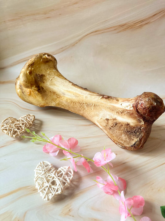 Jumbo Ostrich Bones